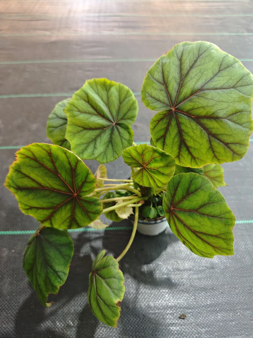 荷叶秋海棠，办公室内桌面网红绿植花卉植物四季常绿开花不断