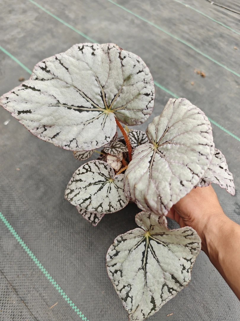 银币秋海棠，办公室内桌面网红绿植花卉植物四季常绿开花不断