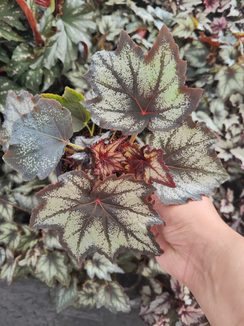 小兄弟枫叶秋海棠好看好养长青常绿家庭绿植