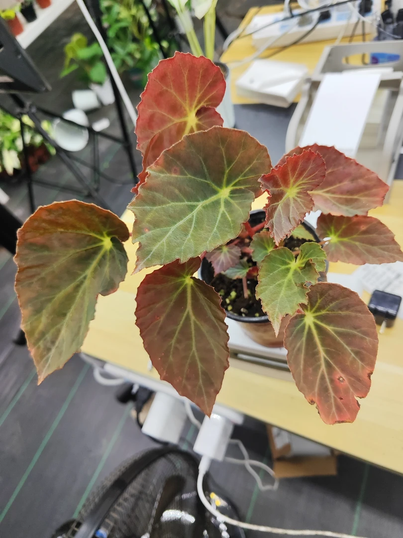 黑博基尔秋海棠（田园里会客厅）