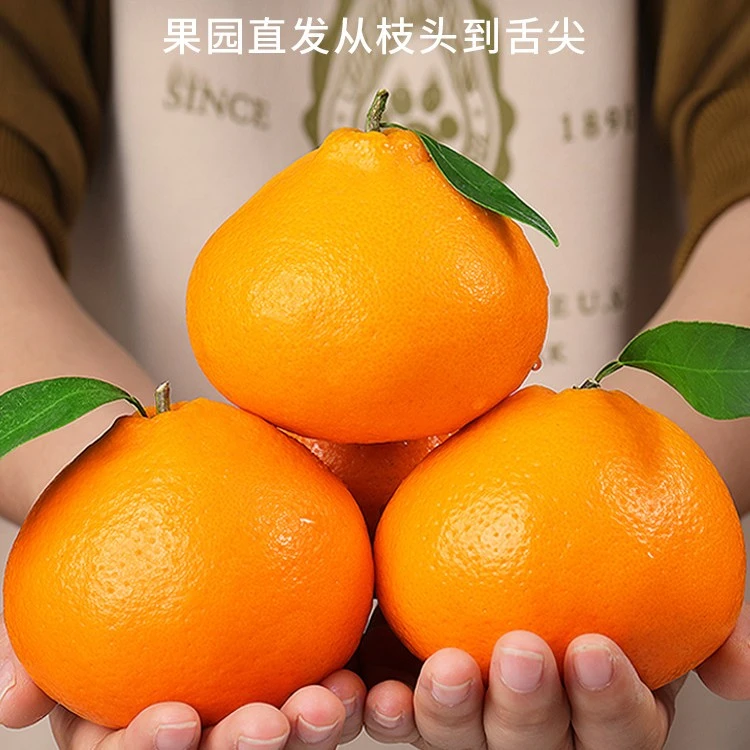 果粒耙耙柑橘水果丑橘桔耙耙柑橘子新鲜成熟无籽无籽中果酸甜皮薄