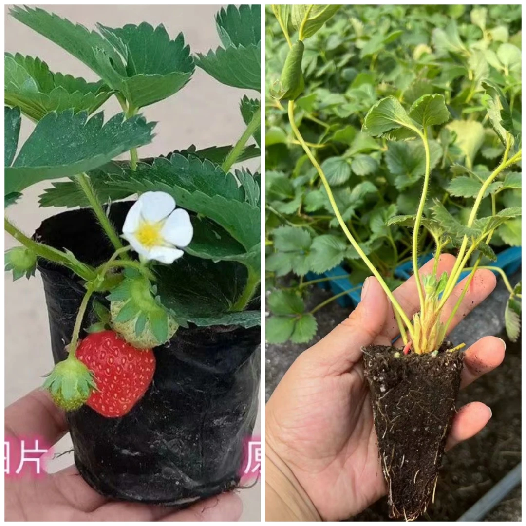 四季草莓南北方种植盆栽地栽甜宝奶油红颜天使备注品种不备注随机