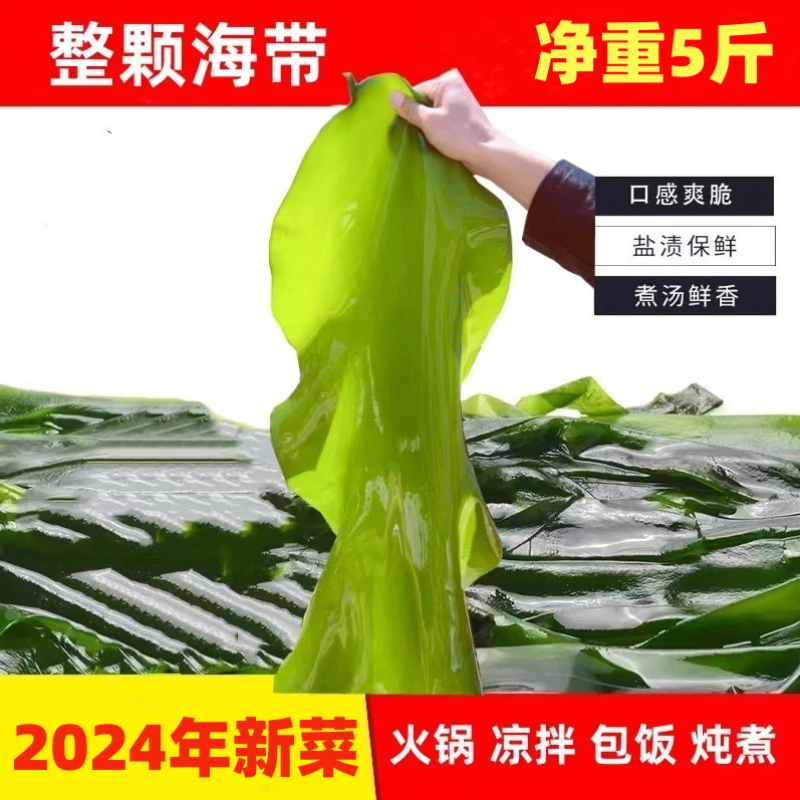【昊哥专属】盐渍整颗海带 带箱5斤 腌制脆爽鲜嫩鲜脆清脆