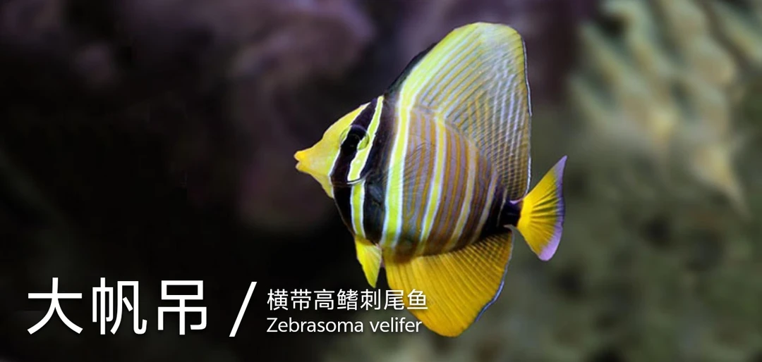 大帆吊海水观赏鱼