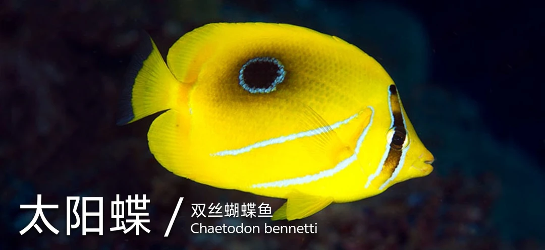 法国蝶海水观赏鱼