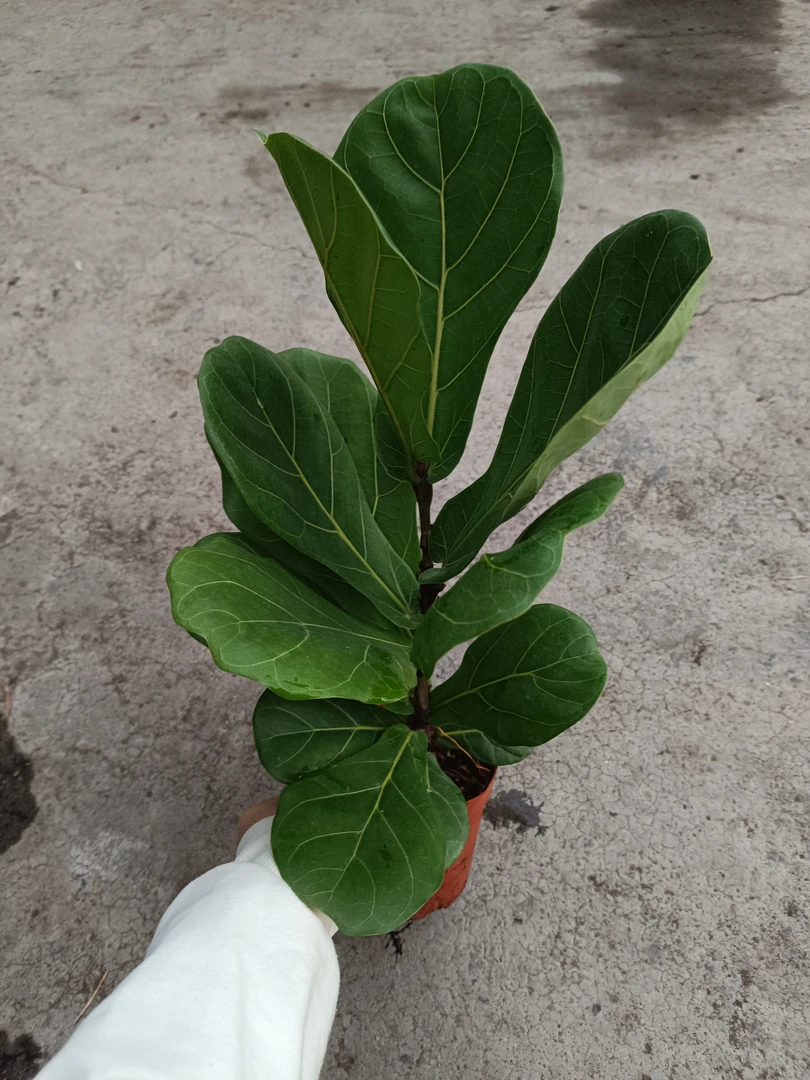 琴叶榕盆栽室内阳台办公室绿植大叶好养花卉