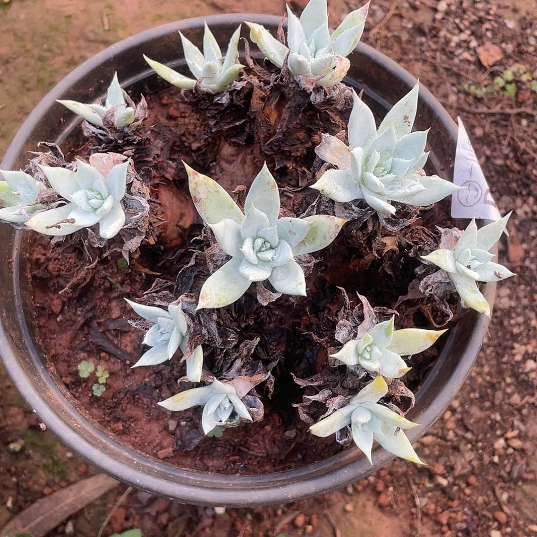 哈哈哈哈诺马雪山1281