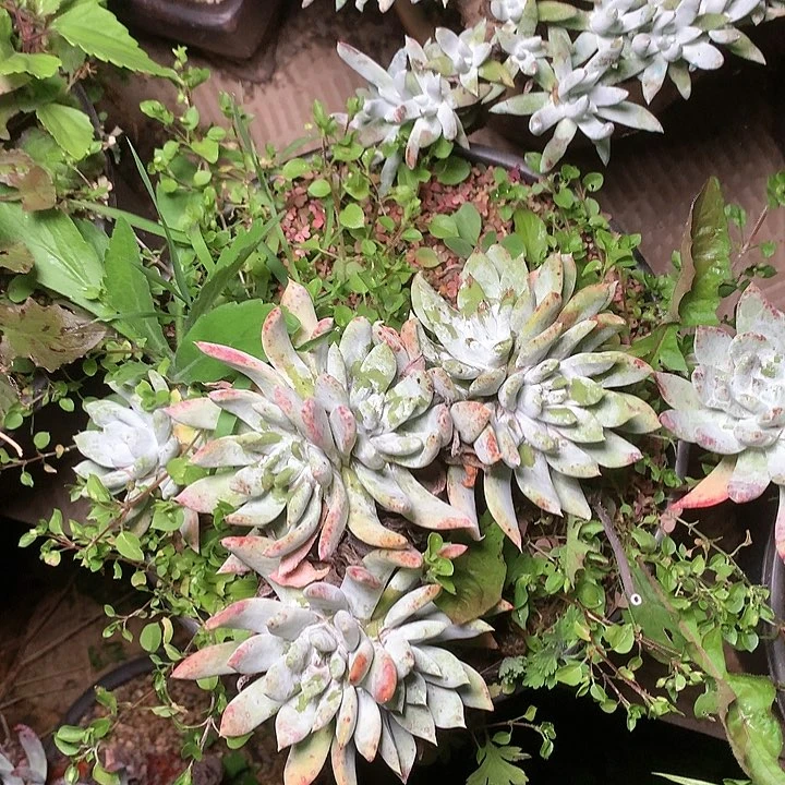 2130苹果拇指啊啊啊啊啊