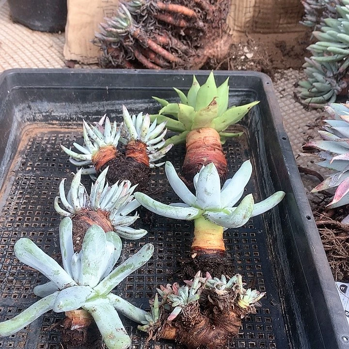 框拍6颗随机发不售后