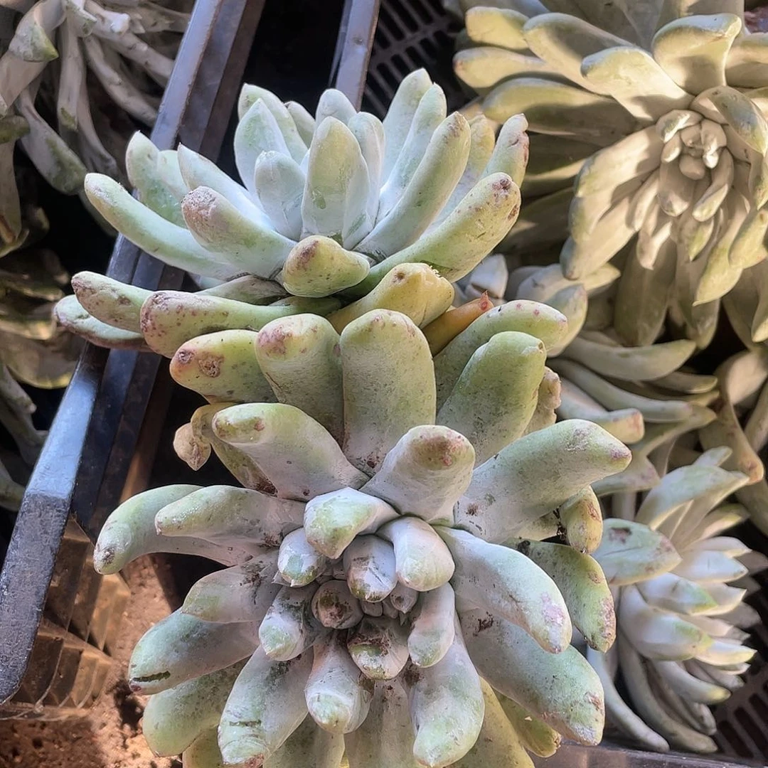 哈哈哈哈拇指1443