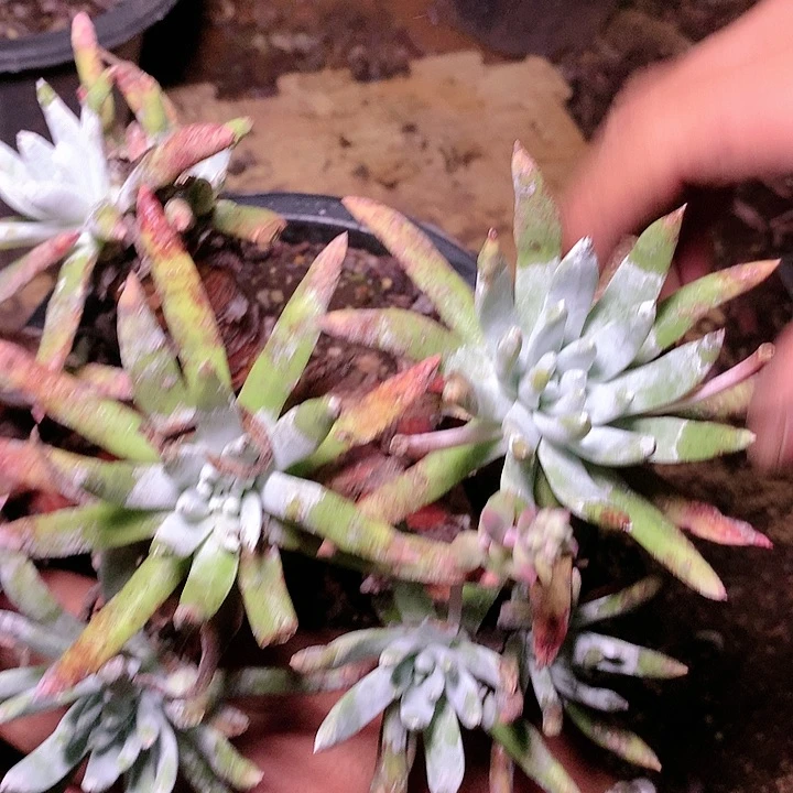 哈哈哈雪花6575苹果叶