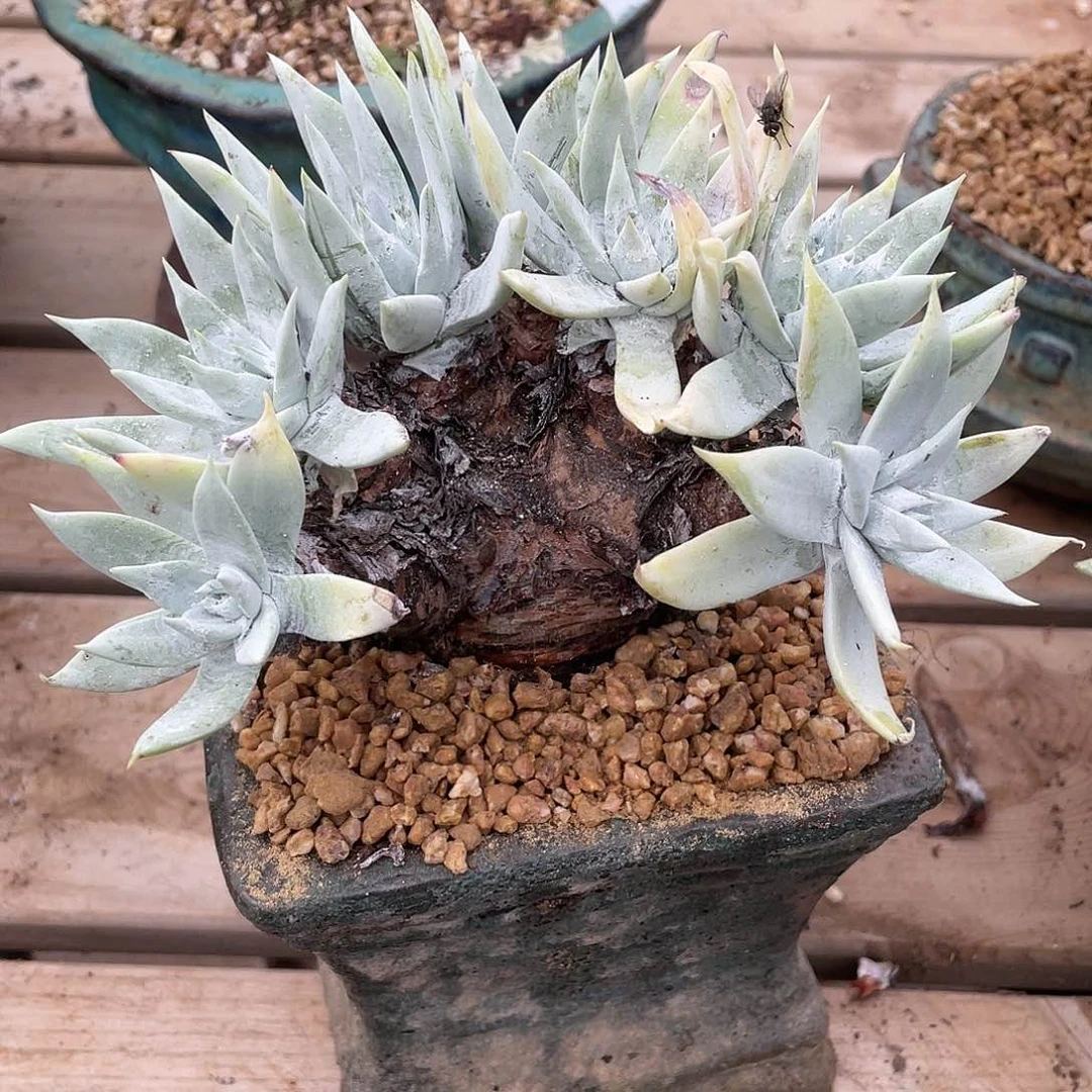 哈哈哈哈阿金呢1525