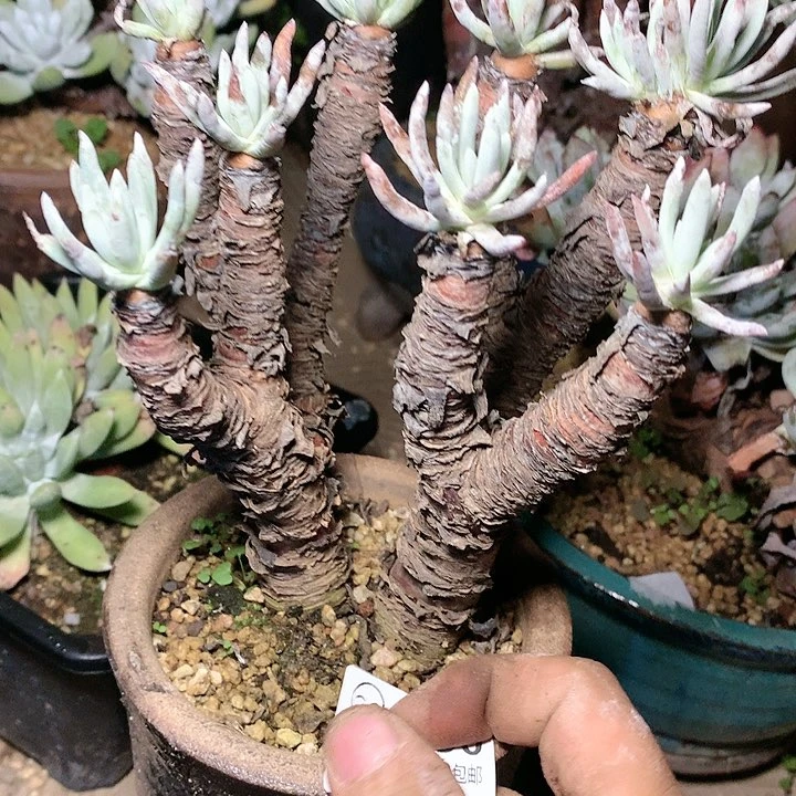 1090爱度啊啊啊啊啊啊