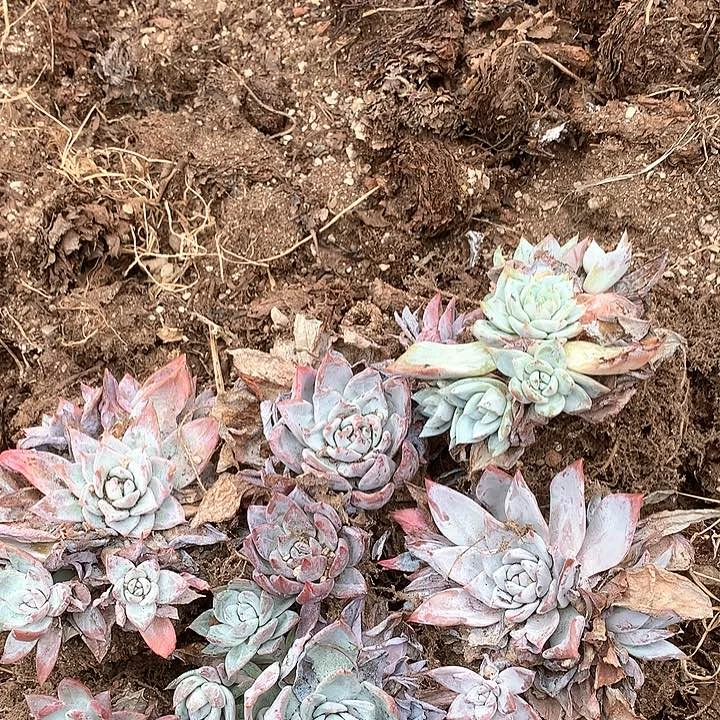 大***白六课墨西哥巨人啊啊啊啊啊啊啊啊