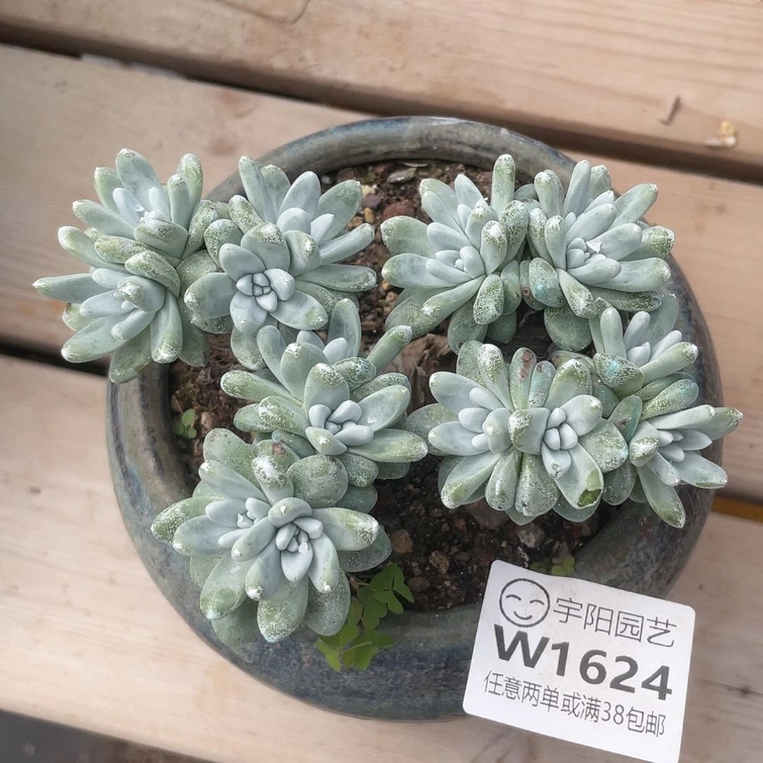 哈哈哈哈白姆1624