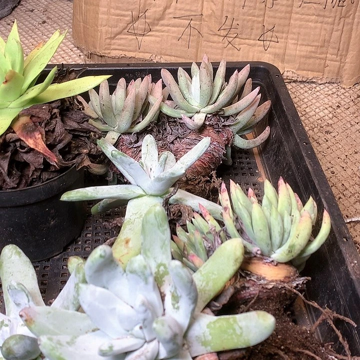 2096框拍啊啊啊啊啊