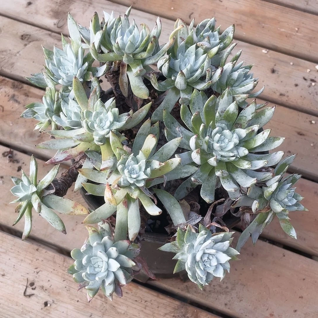 哈哈哈哈刘丹拇指1566