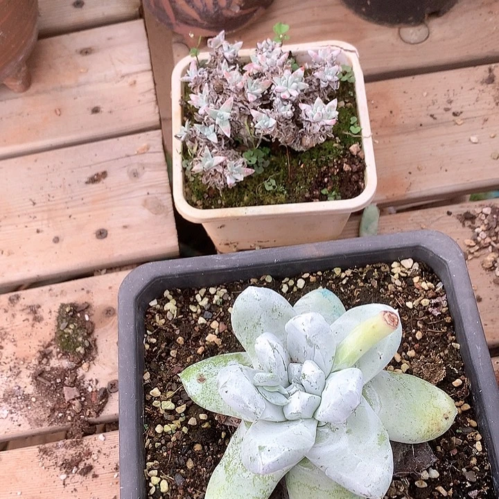 1206两颗瑕疵仙女杯苹果叶