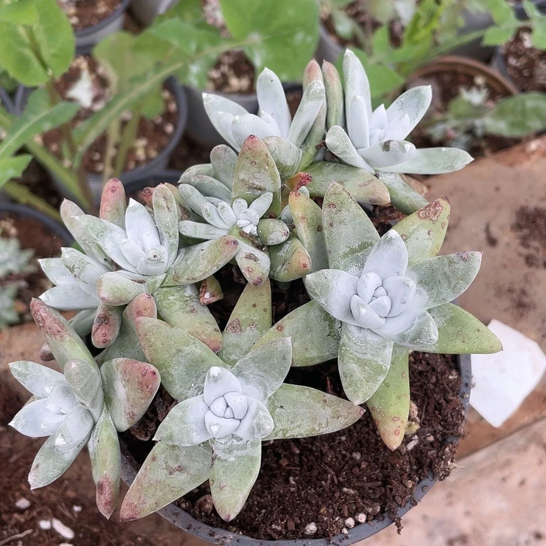 哈哈哈哈刘丹白姆6417