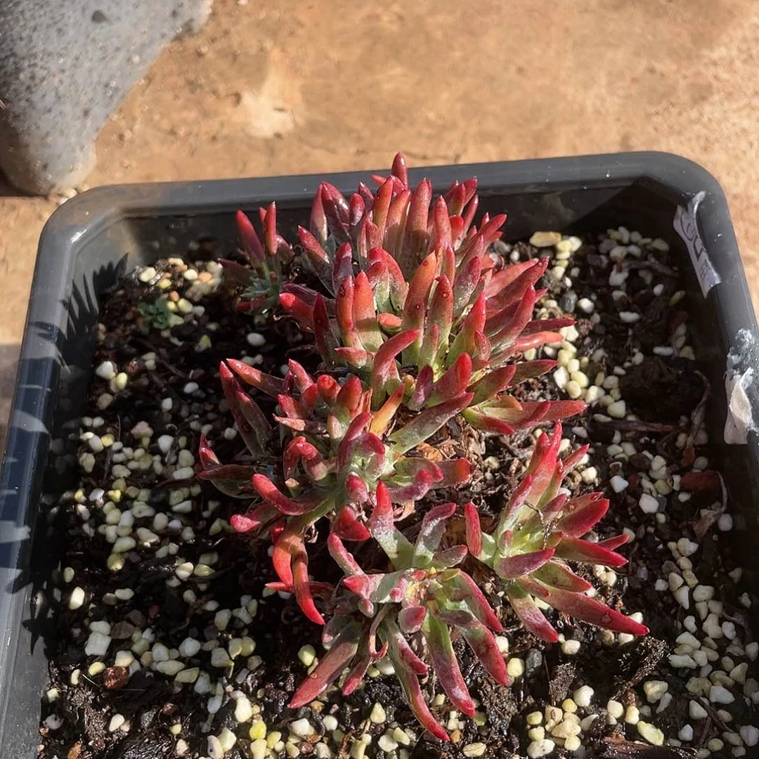 哈哈哈哈雪花1250