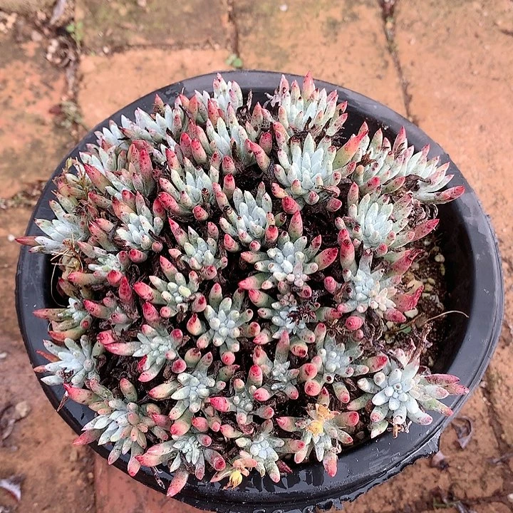 哈哈哈哈雪花1340