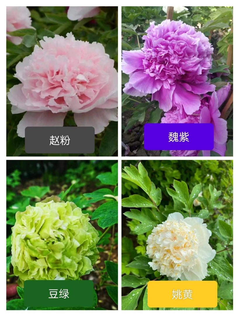 【现货】【四大名品】正宗菏泽观赏牡丹 培养栽植