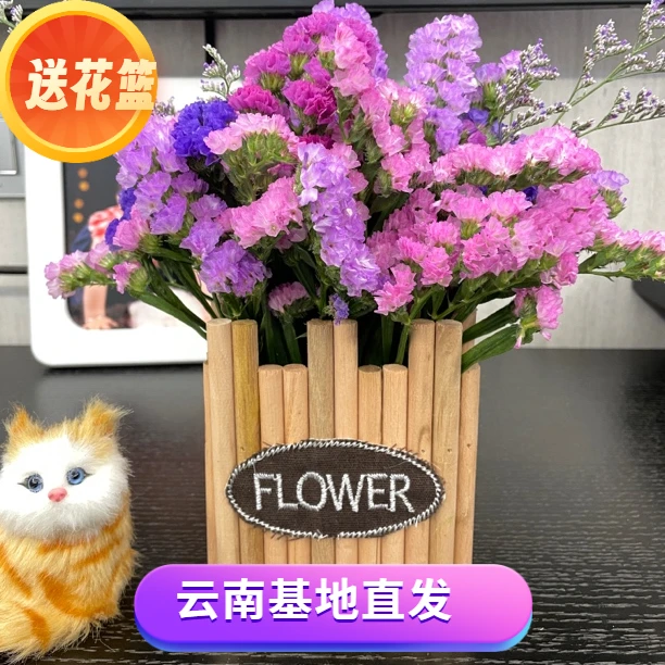 【送木花蓝】云南勿忘勿高级百搭干花小店高档客厅阳台风干装饰摆件
