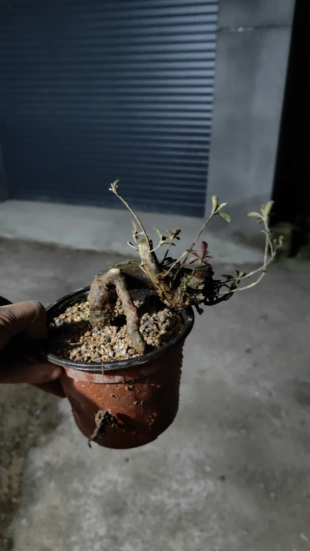 映山红提根小盆栽植物老桩迷你绿植盆栽绿植盆景