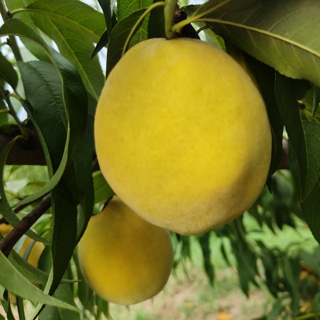 国家地理标志江浙沪皖包邮自产自销4-5两12颗奉贤锦绣黄桃初生桃