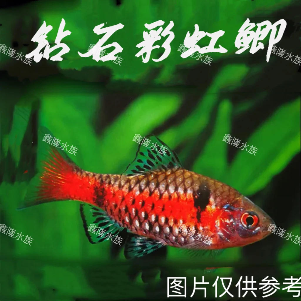 钻石彩虹鲫 冷水鱼合集小鱼观赏鱼水族小鱼观赏鱼发货养殖饲养
