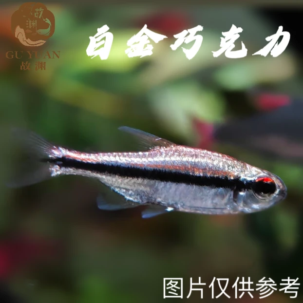 白金巧克力灯科鱼高端灯 【顺丰空运包邮包损】