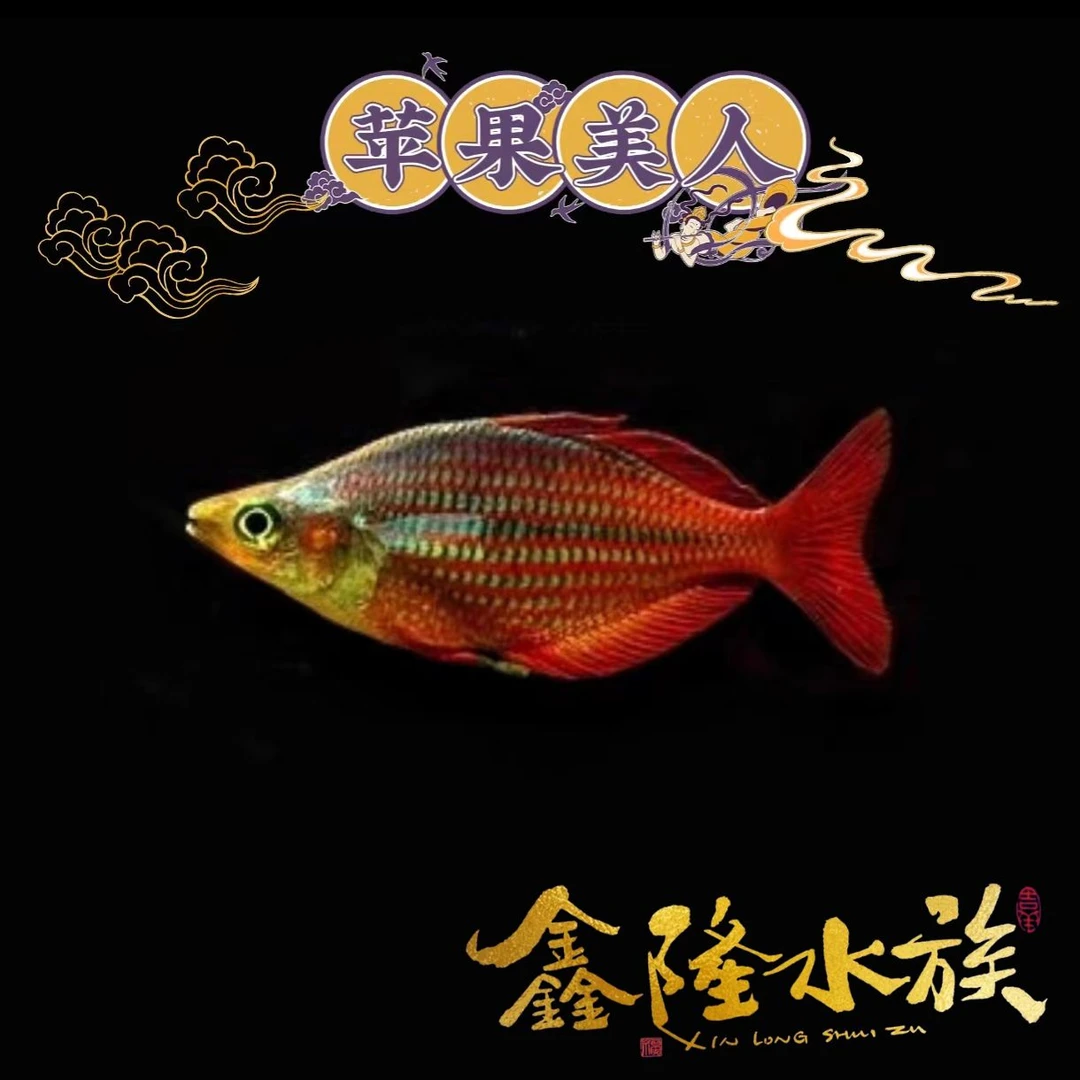 苹果美人小型观赏鱼美人鱼天津发货好养活体