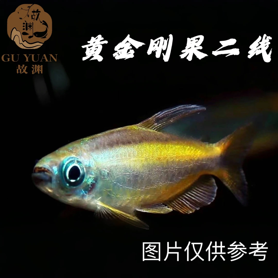 黄金二线刚果 林戈二线 小型热带灯科鱼 【顺丰空运包邮包损】