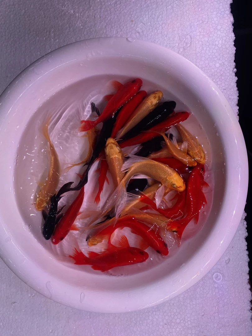 观赏鱼 黄金锦鲤  红色草金 5-10厘米 18条