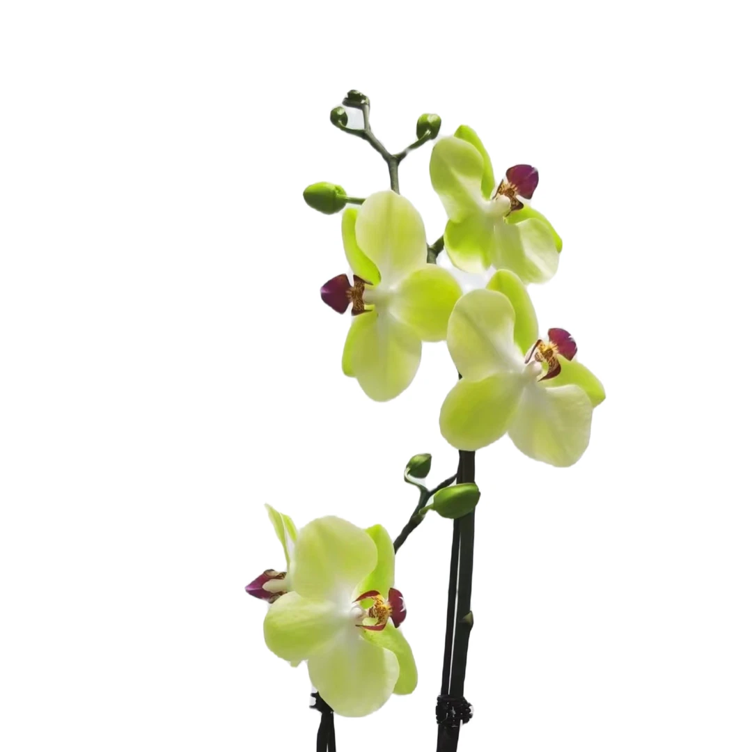 欧品沙西米-蝴蝶兰3.0寸杯带花基地直销客厅盆栽鲜花绿植好养活