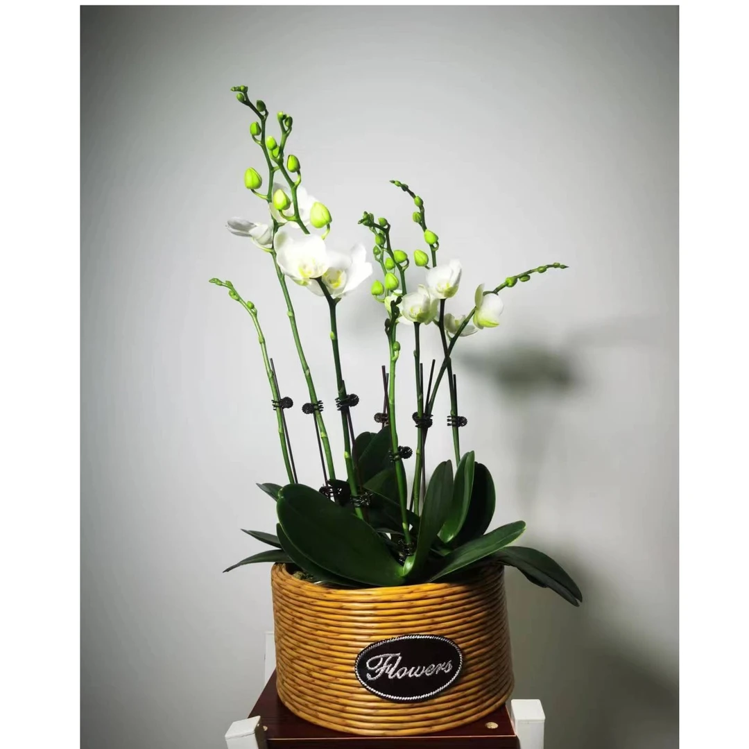 阿玛-精品蝴蝶兰台湾阿玛带花带花苞白花好养活室内绿植组盆花卉