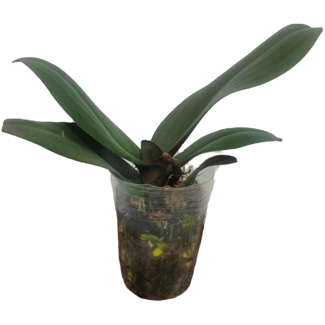 蝴蝶兰2.8寸杯蝴蝶郁金香兰花后苗盆栽绿植客厅室内瑕疵苗不售后