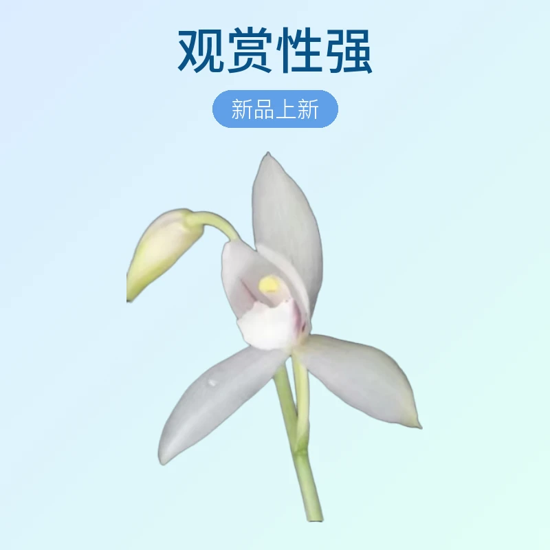 秋榜热门品种！花卉绿植，观赏！