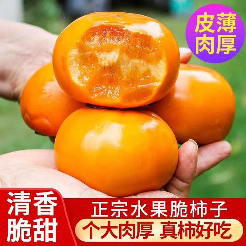 【专属补贴】广西桂林恭城糖心巧克力甜脆柿 纯甜不麻不涩 高山大果