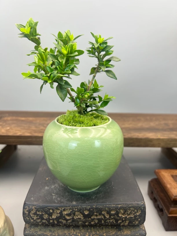 寿星栀子花小微盆景送小圆底座