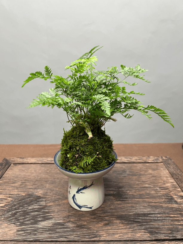 狼尾蕨苔藓球小微盆景
