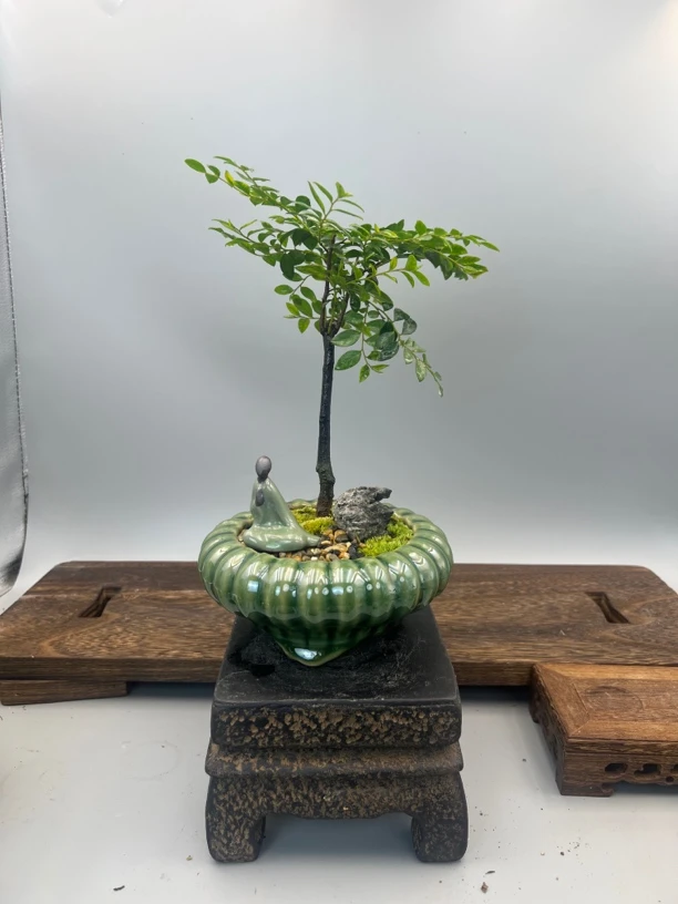 小叶紫檀茶台小微盆景