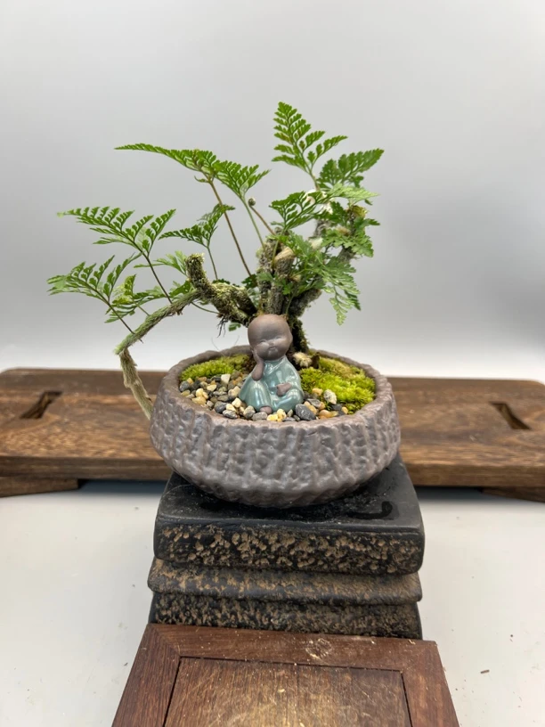 老桩狼尾蕨桌面小微盆景中式绿植花卉书桌办公桌懒人盆栽