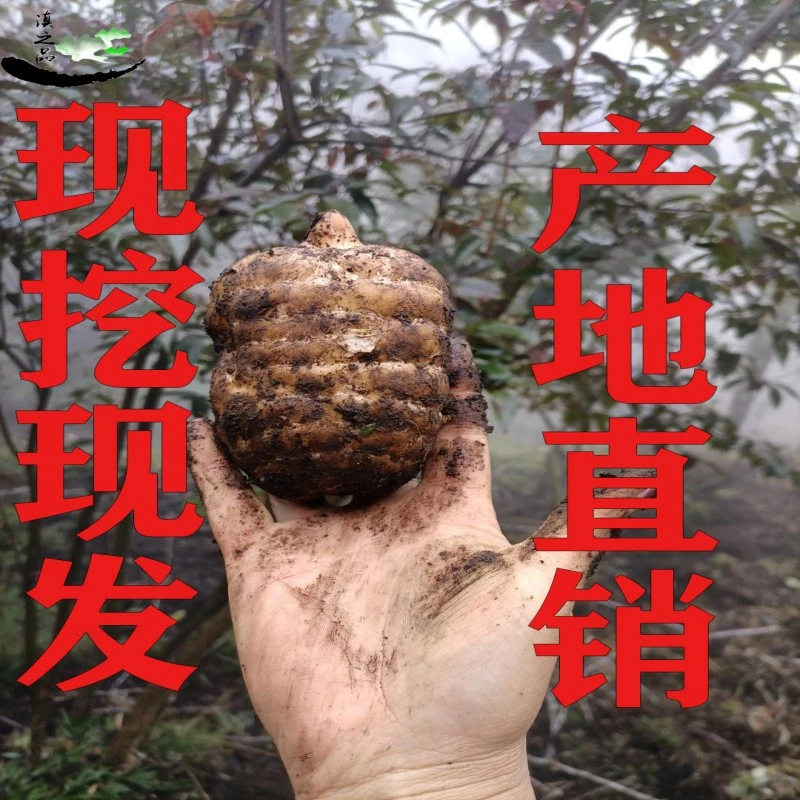 滇之品云南昭通小草坝新鲜天麻湿麻炖汤煲汤产地直销上等天麻一斤
