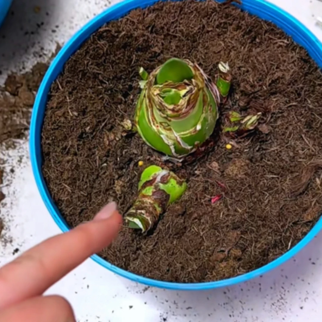 鹿粪 一袋 150g  营养土质 做底肥