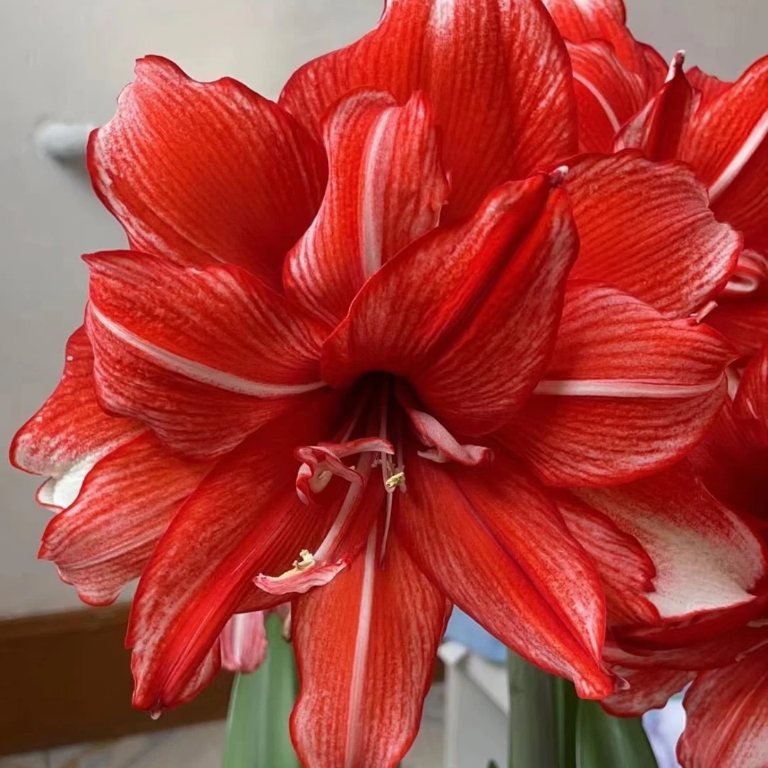 新品朱顶红花   火焰黛丝花种球 一颗 花苞在鳞片里未漏出 无盆土