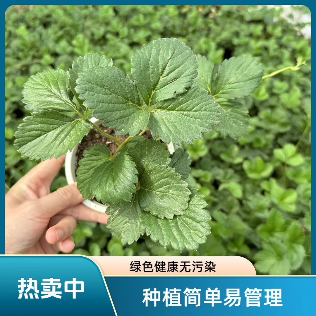 免移栽白草莓苗四季盆栽白雪公主天使AE桃熏淡雪粉玉雪兔带盆带土