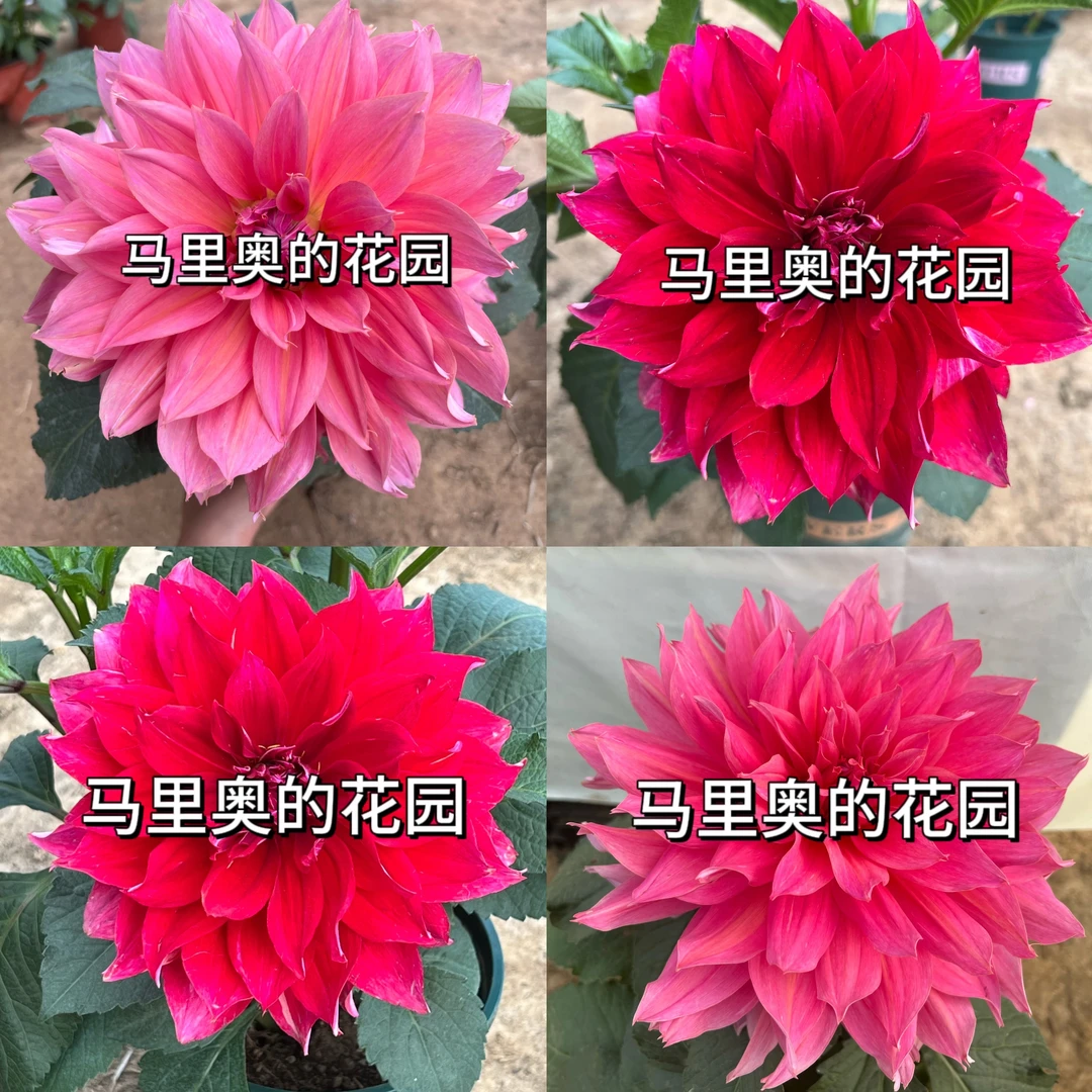 【大桃红】大丽花（盆栽）原盆原土发货