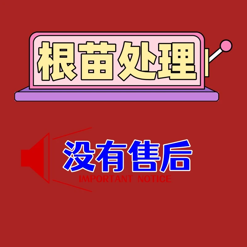 1【23.8】传统大菊根苗处理土球带花发货没有售后