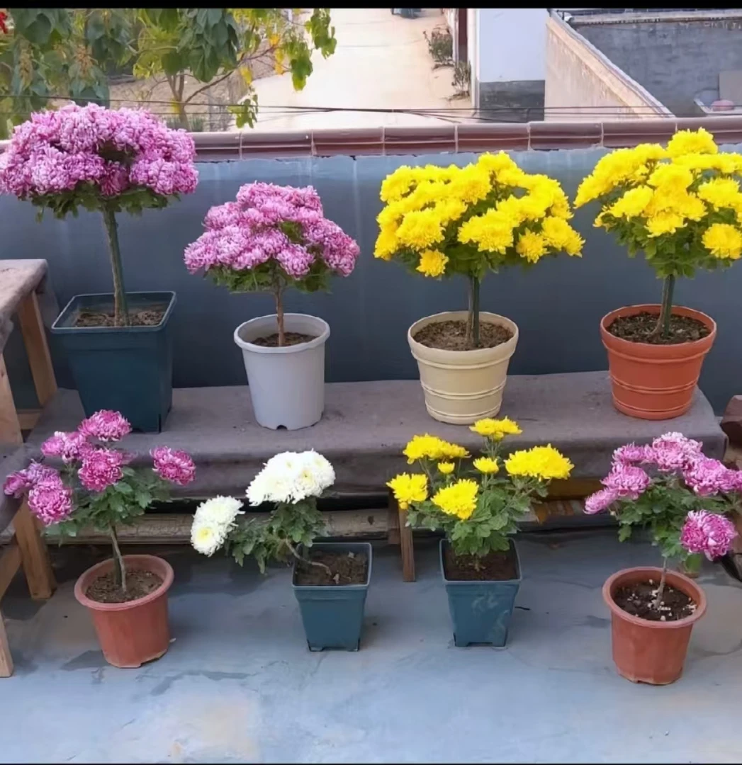 【菊花树棒棒糖】九月菊原盆原土带花苞发货